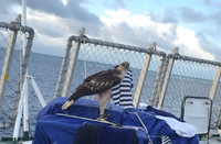 Luyện chim đại bàng giữa Trường Sa