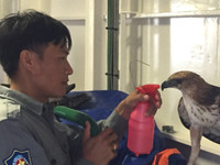 Luyện chim đại bàng giữa Trường Sa