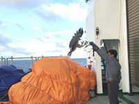 Luyện chim đại bàng giữa Trường Sa