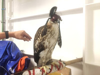 Luyện chim đại bàng giữa Trường Sa