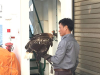 Luyện chim đại bàng giữa Trường Sa