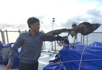 Luyện chim đại bàng giữa Trường Sa