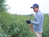 Nông dân ở Nhật Tân tất bật chăm đào tuốt lá