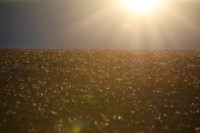 [ẢNH] Khám phá việc thu hoạch Saffron – 