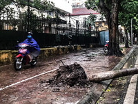 [ẢNH] Hà Nội: Mưa lớn, nhiều cây xanh bật gốc