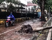 [ẢNH] Hà Nội: Mưa lớn, nhiều cây xanh bật gốc