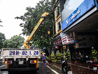 [ẢNH] Hà Nội: Mưa lớn, nhiều cây xanh bật gốc