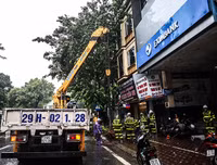 [ẢNH] Hà Nội: Mưa lớn, nhiều cây xanh bật gốc