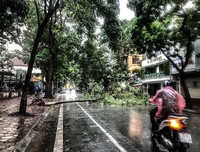 [ẢNH] Hà Nội: Mưa lớn, nhiều cây xanh bật gốc