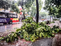 [ẢNH] Hà Nội: Mưa lớn, nhiều cây xanh bật gốc