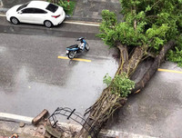 [ẢNH] Hà Nội: Mưa lớn, nhiều cây xanh bật gốc