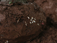 Nông dân ở Nhật Tân tất bật chăm đào tuốt lá