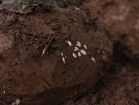 Nông dân ở Nhật Tân tất bật chăm đào tuốt lá