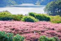 Khám phá đồi cỏ hồng đẹp như cổ tích ở Đà Lạt