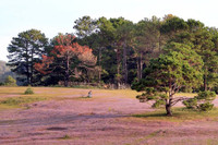 Khám phá đồi cỏ hồng đẹp như cổ tích ở Đà Lạt