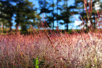 Khám phá đồi cỏ hồng đẹp như cổ tích ở Đà Lạt