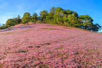 Khám phá đồi cỏ hồng đẹp như cổ tích ở Đà Lạt