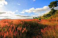 Khám phá đồi cỏ hồng đẹp như cổ tích ở Đà Lạt