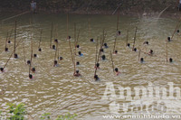 Hà Nội: Cả làng xuống sông đánh dậm