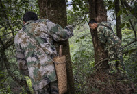 [ẢNH] Nghề không dành cho những người yếu tim: Lấy mật ong rừng ở Trung Quốc