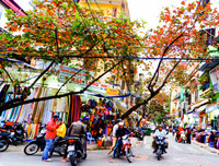 Hà Nội mùa cây bàng đỏ lá