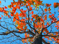 Hà Nội mùa cây bàng đỏ lá