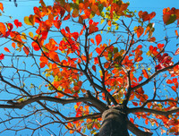 Hà Nội mùa cây bàng đỏ lá