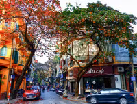 Hà Nội mùa cây bàng đỏ lá