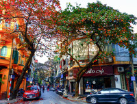 Hà Nội mùa cây bàng đỏ lá