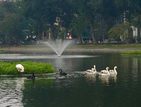 Ngắm đàn thiên nga tại 'nhà mới'- hồ Thiền Quang