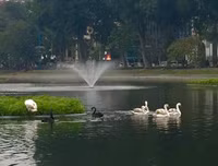 Ngắm đàn thiên nga tại 'nhà mới'- hồ Thiền Quang