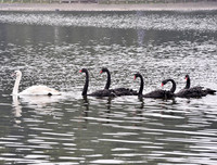 Ngắm đàn thiên nga tại 'nhà mới'- hồ Thiền Quang