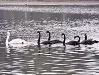 Ngắm đàn thiên nga tại 'nhà mới'- hồ Thiền Quang