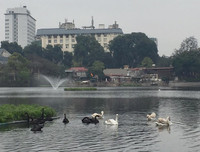 Ngắm đàn thiên nga tại 'nhà mới'- hồ Thiền Quang