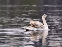Ngắm đàn thiên nga tại 'nhà mới'- hồ Thiền Quang