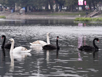 Ngắm đàn thiên nga tại 'nhà mới'- hồ Thiền Quang