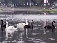 Ngắm đàn thiên nga tại 'nhà mới'- hồ Thiền Quang