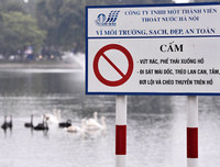 Ngắm đàn thiên nga tại 'nhà mới'- hồ Thiền Quang