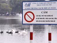 Ngắm đàn thiên nga tại 'nhà mới'- hồ Thiền Quang