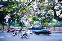 Hà Nội đẹp dịu dàng mùa hoa tháng 3