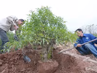 Nông dân ở Nhật Tân tất bật chăm đào tuốt lá