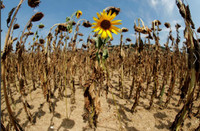 [ẢNH] Không riêng gì Việt Nam, các nước châu Âu cũng khô quắt với nắng nóng hè này