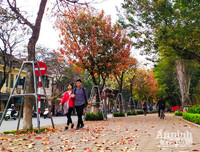 [ẢNH] Ngỡ ngàng với bản giao hưởng màu sắc của các loài hoa bên hồ Gươm