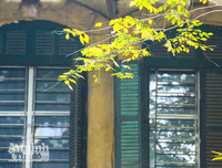 [ẢNH] Ngỡ ngàng với bản giao hưởng màu sắc của các loài hoa bên hồ Gươm