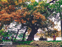 [ẢNH] Ngỡ ngàng với bản giao hưởng màu sắc của các loài hoa bên hồ Gươm