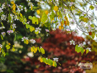 [ẢNH] Ngỡ ngàng với bản giao hưởng màu sắc của các loài hoa bên hồ Gươm