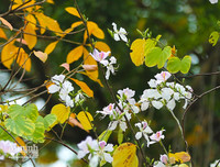 [ẢNH] Ngỡ ngàng với bản giao hưởng màu sắc của các loài hoa bên hồ Gươm