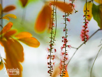 [ẢNH] Ngỡ ngàng với bản giao hưởng màu sắc của các loài hoa bên hồ Gươm