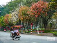 [ẢNH] Ngỡ ngàng với bản giao hưởng màu sắc của các loài hoa bên hồ Gươm