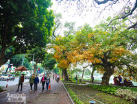 [ẢNH] Ngỡ ngàng với bản giao hưởng màu sắc của các loài hoa bên hồ Gươm